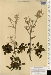 Eryngium variifolium Coss., Африка (AFR) (Марокко)