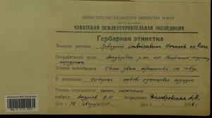 Sphagnum imbricatum Hornsch. ex Russow, Гербарий мохообразных, Мхи - Чукотка и Камчатка (B21) (Россия)