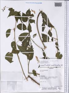 Rivina humilis L., Америка (AMER) (Парагвай)