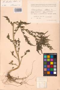 Chenopodium betaceum Andrz., Восточная Европа, Северо-Западный район (E2) (Россия)