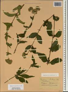 Посконник конопляный L., Кавказ, Армения (K5) (Армения)