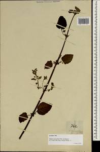 Mesosphaerum suaveolens (L.) Kuntze, Зарубежная Азия (ASIA) (Филиппины)