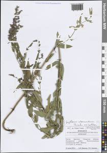 Дербенник промежуточный Fisch. ex Colla, Восточная Европа, Средневолжский район (E8) (Россия)