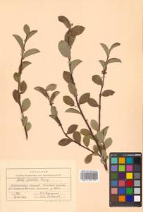 Ива скальная Turcz., Сибирь, Чукотка и Камчатка (S7) (Россия)