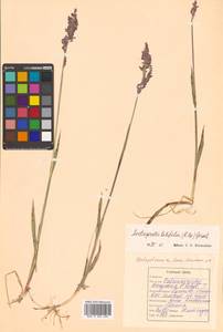 Арктополевица широколистная (R.Br.) Griseb., Сибирь, Дальний Восток (S6) (Россия)