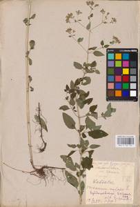 MHA 0 156 764, Душица обыкновенная L., Восточная Европа, Средневолжский район (E8) (Россия)