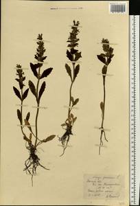 Живучка женевская L., Восточная Европа, Ростовская область (E12a) (Россия)