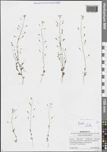 Крупка дубравная L., Восточная Европа, Средневолжский район (E8) (Россия)