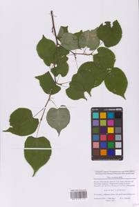 Липа сердцелистная, Липа мелколистная Mill., Восточная Европа, Московская область и Москва (E4a) (Россия)