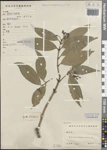 Cinnamomum burmanni (Nees & T. Nees) Blume, Зарубежная Азия (ASIA) (КНР)