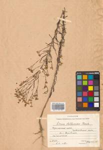 Лен стеллеровидный Planch., Сибирь, Дальний Восток (S6) (Россия)