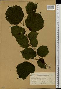 Орешник маньчжурский, Лещина маньчжурская (Maxim.) C.K.Schneid., Сибирь, Дальний Восток (S6) (Россия)