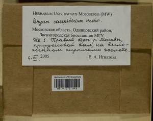 Ptychostomum imbricatulum (Müll. Hal.) Holyoak & N. Pedersen, Гербарий мохообразных, Мхи - Москва и Московская область (B6a) (Россия)