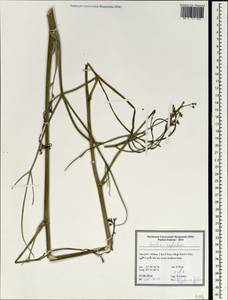 Ferula cupularis (Boiss.) Spalik & S.R.Downie, Зарубежная Азия (ASIA) (Иран)