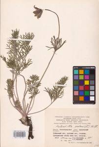 Прострел луговой (L.) Mill., Восточная Европа, Нижневолжский район (E9) (Россия)