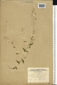 Noccaea perfoliata (L.) Al-Shehbaz, Восточная Европа, Южно-Украинский район (E12) (Украина)