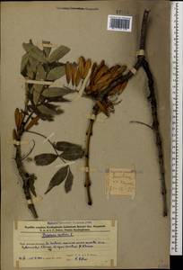 Ясень высокий, Ясень обыкновенный L., Кавказ, Азербайджан (K6) (Азербайджан)