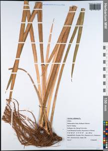 Acorus calamus var. calamus, Зарубежная Азия (ASIA) (Индия)