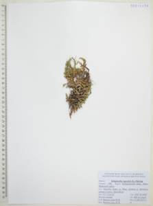 Плаунок наскальный (L.) Spring, Сибирь, Дальний Восток (S6) (Россия)