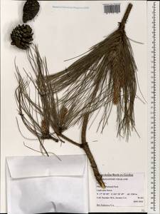 Pinus kesiya Royle ex Gordon, Зарубежная Азия (ASIA) (Таиланд)