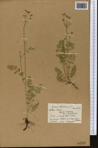 Vicatia coniifolia Wall. ex DC., Средняя Азия и Казахстан, Северный и Центральный Тянь-Шань (M4) (Киргизия)