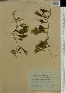 Дифазиаструм альпийский (L.) Holub, Восточная Европа, Северный район (E1) (Россия)