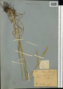 Тимофеевка степная (L.) H.Karst., Сибирь, Западный (Казахстанский) Алтай (S2a) (Казахстан)