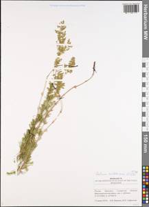 Подмаренник русский Willd., Восточная Европа, Средневолжский район (E8) (Россия)