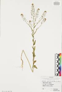 Неслия метельчатая (L.) Desv., Восточная Европа, Центральный район (E4) (Россия)