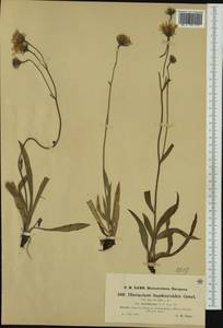 Hieracium bupleuroides subsp. breviflorum Nägeli & Peter, Западная Европа (EUR) (Швейцария)