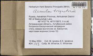 Acaulon triquetrum (Spruce) Müll. Hal., Гербарий мохообразных, Мхи - Нижний Дон и Нижняя Волга (B11) (Россия)