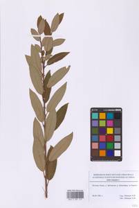 Ива трехтычинковая L., Восточная Европа, Московская область и Москва (E4a) (Россия)