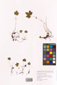 Таволга гладчайшая (Nakai) Nakai, Сибирь, Дальний Восток (S6) (Россия)