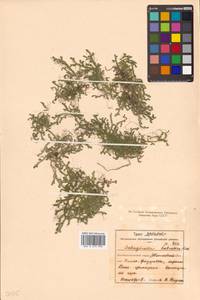 Lycopodioides helvetica (L.) Kuntze, Сибирь, Дальний Восток (S6) (Россия)