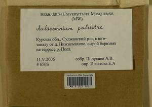 Aulacomnium palustre (Hedw.) Schwägr., Гербарий мохообразных, Мхи - Центральное Черноземье (B10) (Россия)