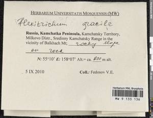 Flexitrichum gracile (Mitt.) Ignatov & Fedosov, Гербарий мохообразных, Мхи - Чукотка и Камчатка (B21) (Россия)