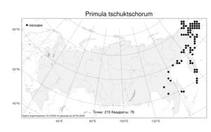 Primula tschuktschorum, Первоцвет чукчей Kjellm., Атлас флоры России (FLORUS) (Россия)