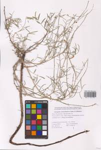Astragalus astrachanicus Sytin & Laktionov, Восточная Европа, Нижневолжский район (E9) (Россия)