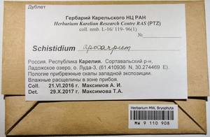 MW 9 110 908, Schistidium apocarpum (Hedw.) Bruch & Schimp., Гербарий мохообразных, Мхи - Карелия, Ленинградская и Мурманская области (B4) (Россия)