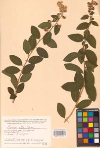 Спирея белая Du Roi, Восточная Европа, Центральный район (E4) (Россия)