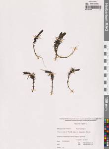 Хвостник обыкновенный, Водяная сосенка L., Сибирь, Чукотка и Камчатка (S7) (Россия)