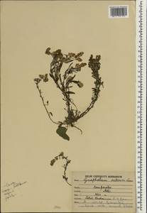 Helichrysum indicum (L.) Grierson, Зарубежная Азия (ASIA) (Индия)