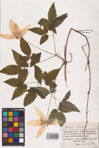 Княжик сибирский (L.) Mill., Восточная Европа, Восточный район (E10) (Россия)