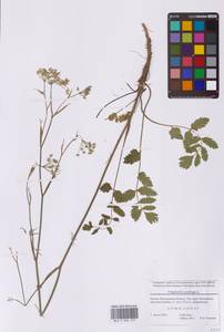 Бедренец камнеломковый, Бедренец-камнеломка L., Восточная Европа, Московская область и Москва (E4a) (Россия)