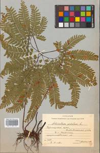 Адиантум стоповидный L., Сибирь, Дальний Восток (S6) (Россия)