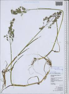 Мятлик крупночешуйный Trautv. & C.A.Mey., Сибирь, Чукотка и Камчатка (S7) (Россия)