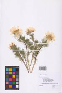 Горицвет весенний, Адонис весенний L., Восточная Европа, Центральный лесостепной район (E6) (Россия)