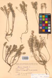 Бурачок шершавый M.Bieb., Восточная Европа, Южно-Украинский район (E12) (Украина)