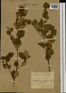 Betula pendula subsp. mandshurica (Regel) Ashburner & McAll., Сибирь, Якутия (S5) (Россия)