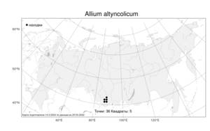 Allium altyncolicum, Лук алтынкольский N.Friesen, Атлас флоры России (FLORUS) (Россия)